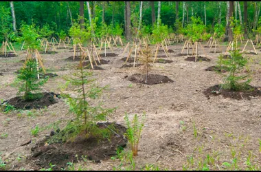 Столичные дворы в 2026 году пополнятся тысячами деревьев и кустарников