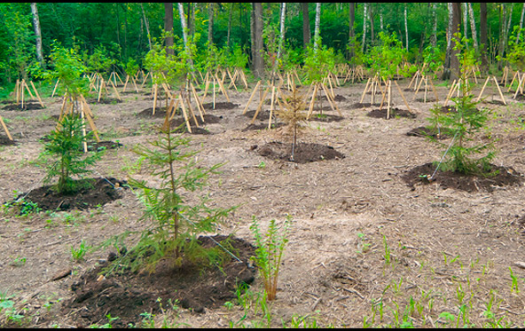 Столичные дворы в 2026 году пополнятся тысячами деревьев и кустарников
