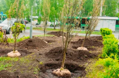 Весной в Минске высадят тысячи деревьев, кустарников и роз