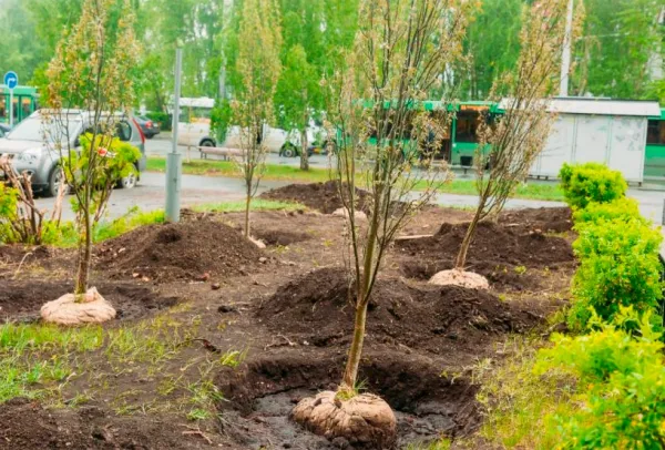Весной в Минске высадят тысячи деревьев, кустарников и роз
