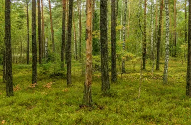 В большинстве районов Беларуси действуют ограничения на посещение лесов