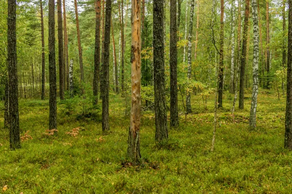 В большинстве районов Беларуси действуют ограничения на посещение лесов