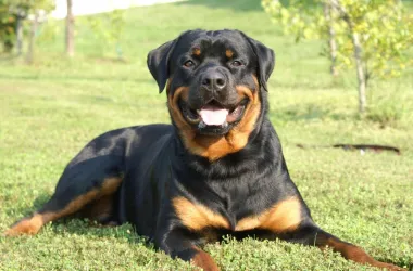 Новый закон о домашних животных вступит в силу с 2025 года