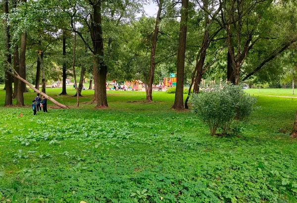 Большую зеленую зону в Ленинском районе ждут преобразования