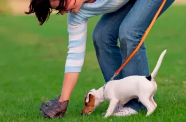 Владельцев животных обязали убирать за своими питомцами во время выгула