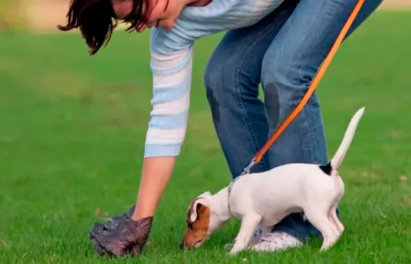 Владельцев животных обязали убирать за своими питомцами во время выгула