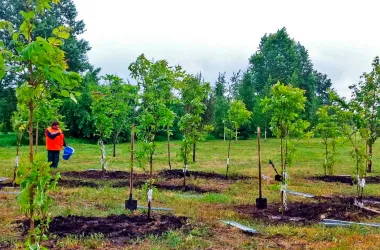 Масштабное озеленение проведут весной в столице