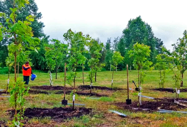 Масштабное озеленение проведут весной в столице