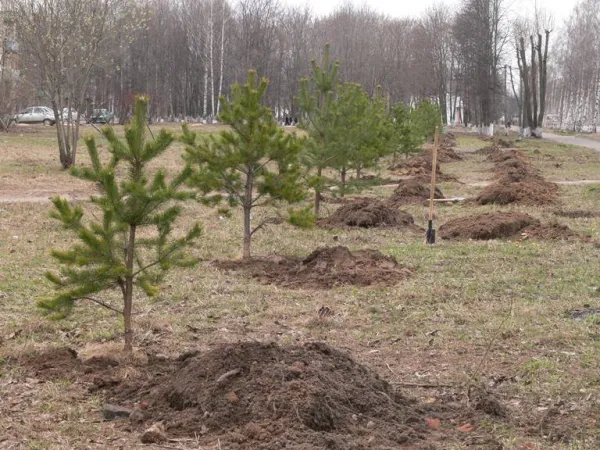 Требования к компенсационным посадкам и качеству обрезки деревьев усилены в Минске