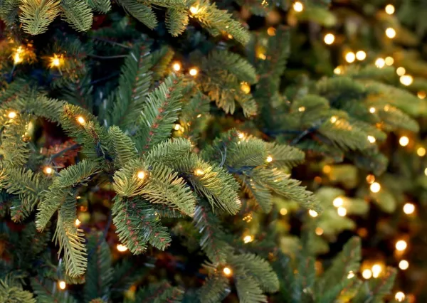 Лесхозы развернут торговлю новогодними деревьями на 11 площадках в столице