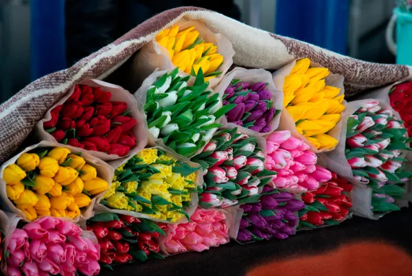 К 8 Марта в Минске откроют 182 цветочные площадки