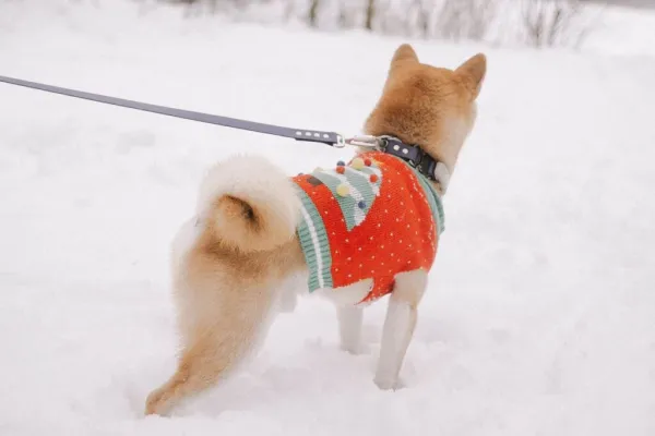 Налог на собак в столице станет обязательным для всех владельцев