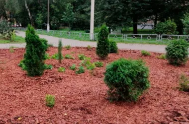 Более 47 тысяч деревьев и кустарников высадят во дворах Минска в 2026 году