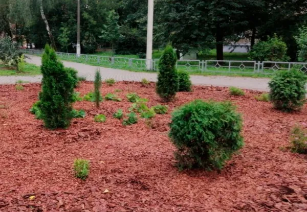 Более 47 тысяч деревьев и кустарников высадят во дворах Минска в 2026 году