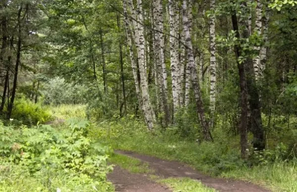 Леса в Беларуси занимают более 40% территории