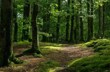 Минлесхоз призывает воздержаться от посещения лесов в ближайшие недели