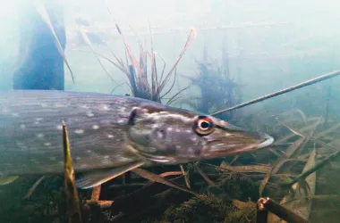 С 20 марта в двух областях Беларуси вступает в силу запрет на ловлю рыбы в связи с нерестом