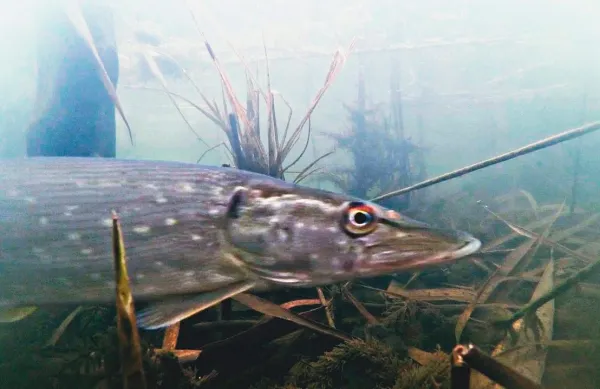 С 20 марта в двух областях Беларуси вступает в силу запрет на ловлю рыбы в связи с нерестом