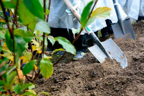 Осенью в столице планируют высадить около 10 тыс. деревьев и 100 тыс. кустарников