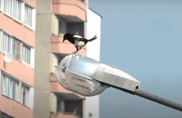 Орнитологи поясняют агрессивное поведение ворон