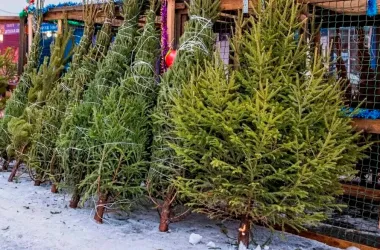 Елочные базары откроются в Минске с 22 декабря