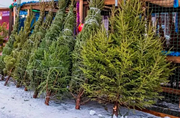 Елочные базары откроются в Минске с 22 декабря