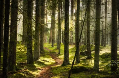 Минлесхоз утвердил программу по наведению порядка в лесном фонде