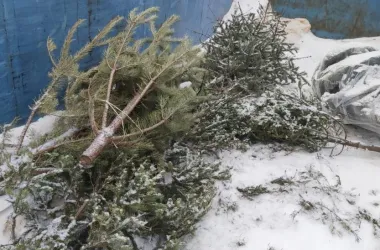 Акция «Ёлки в щепки» стартует в Минске