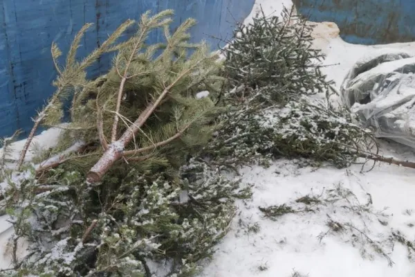 Акция «Ёлки в щепки» стартует в Минске