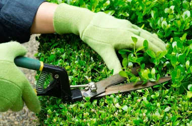 Как законно обрезать или удалить кусты у дома