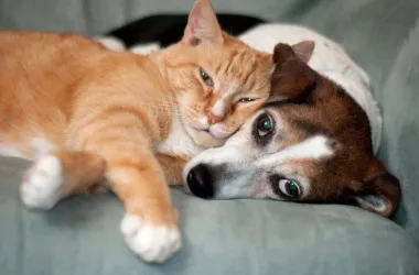 С начала года введены изменения для владельцев домашних животных