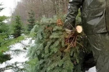 В Беларуси усилен контроль за незаконными вырубками хвойных в предновогодний период