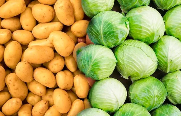 В Беларуси открылся сезон приема урожая овощей