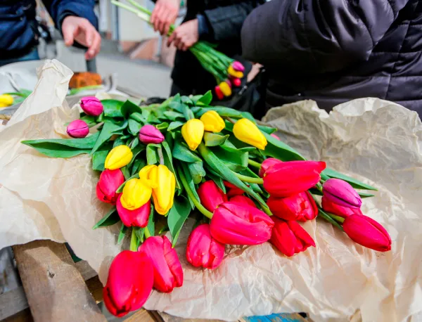 МНС напоминает об изменениях в правилах торговли живыми цветами