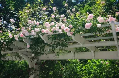 Вертикальные розарии украсят мосты Минска