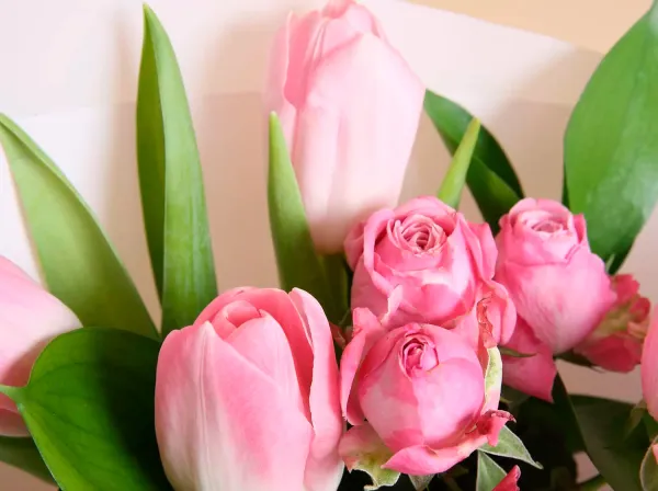 60 тысяч роз и 200 тысяч тюльпанов поставят в магазины Минска к празднику