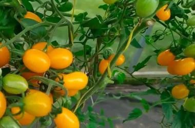 В Минске на парниковом комбинате расширяют линейку томатов