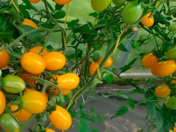 В Минске на парниковом комбинате расширяют линейку томатов