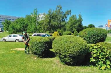 Улицы Минска украшают насаждения необычной формы