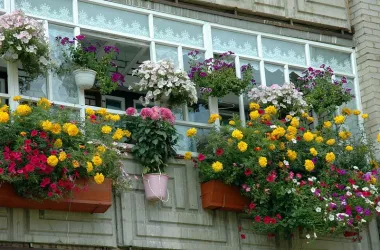 Конкурс «Лучшее цветочное оформление палисадника, балкона» объявлен в столице