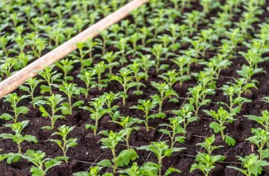 35 тысяч хризантем украсят улицы столицы осенью