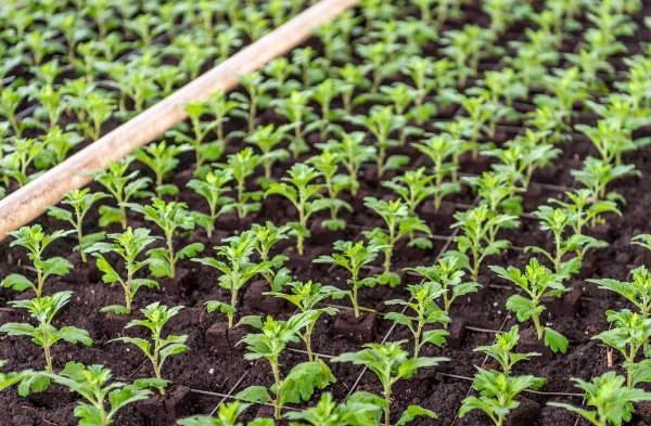 35 тысяч хризантем украсят улицы столицы осенью