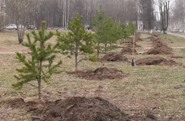 Требования к компенсационным посадкам и качеству обрезки деревьев усилены в Минске