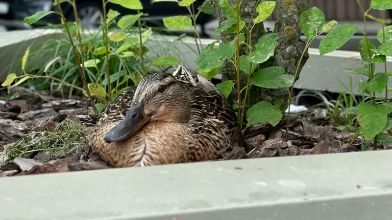 Бронзовая утка поселилась в центре Минске как символ городской доброты. Фото 1