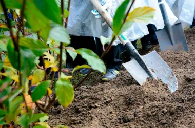 В столице высадили рекордное количество деревьев и кустарников