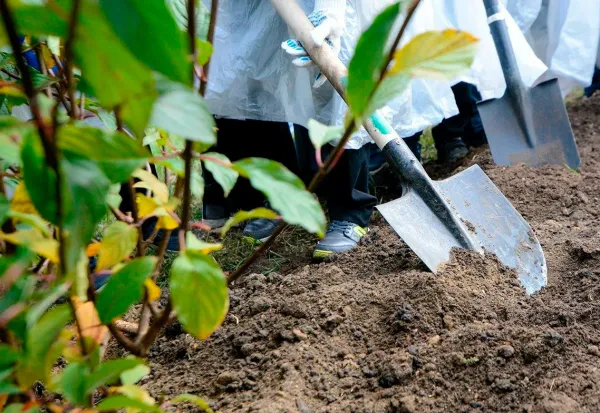 В столице высадили рекордное количество деревьев и кустарников