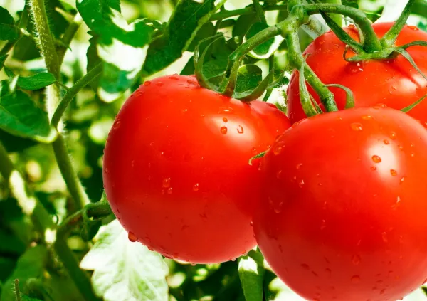 Беларусь с 1 ноября вводит лицензирование вывоза помидоров