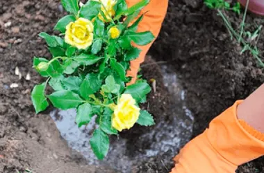 В Минске этой осенью высадят 50 тысяч роз