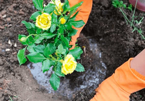 В Минске этой осенью высадят 50 тысяч роз