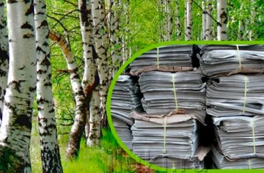 Как переработка бумаги спасает белорусские леса